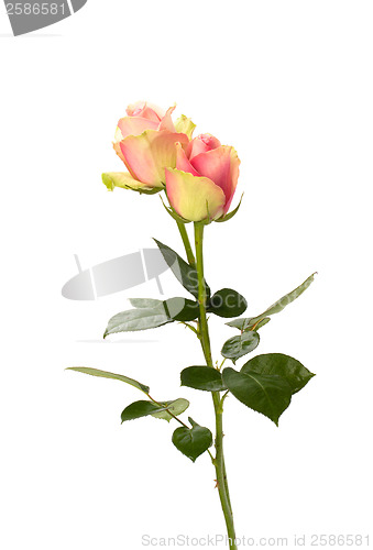 Image of Beautiful roses   isolated on white background 