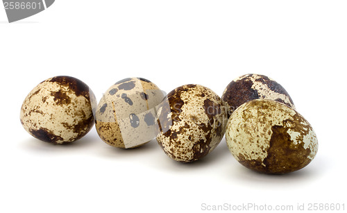 Image of quail eggs