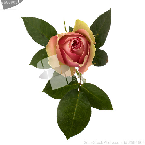 Image of Beautiful rose   isolated on white background 