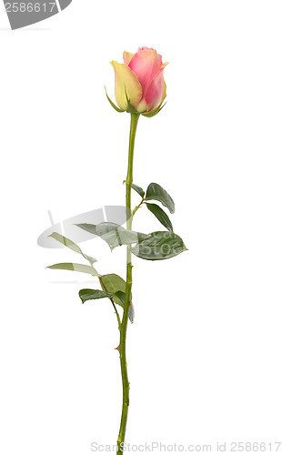 Image of Beautiful rose   isolated on white background 