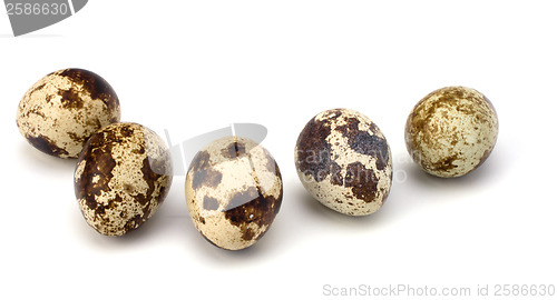 Image of quail eggs