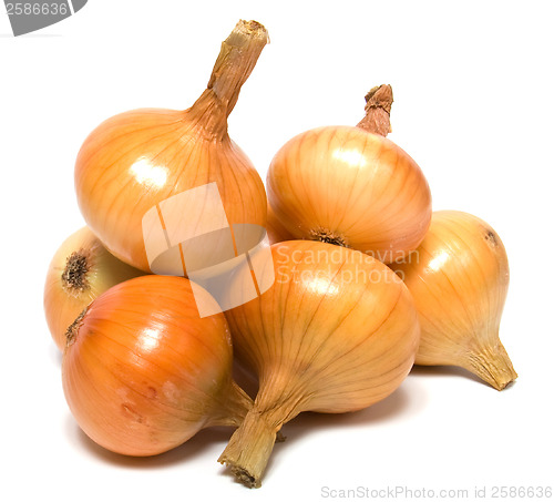 Image of onion isolated on white background