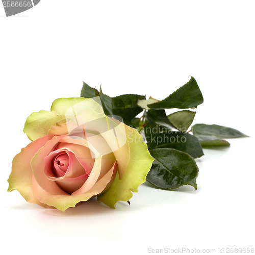 Image of Beautiful rose isolated on white background 