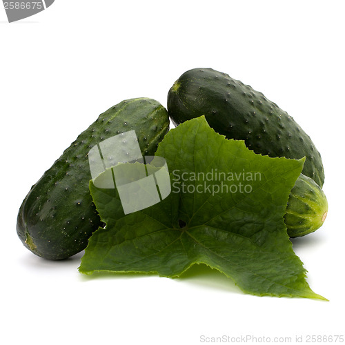 Image of cucumber