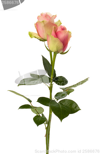 Image of Beautiful roses   isolated on white background 