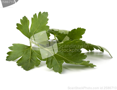 Image of parsley branch isolated on white background