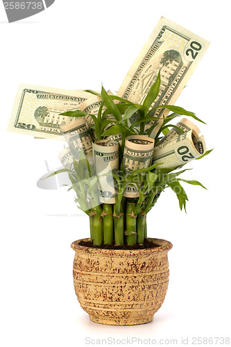 Image of Money growing concept
