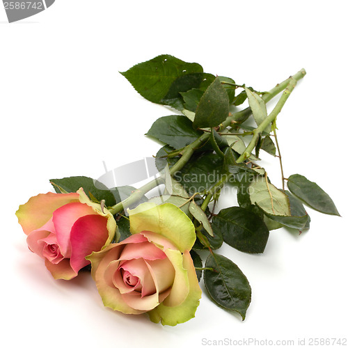 Image of Beautiful roses isolated on white background 