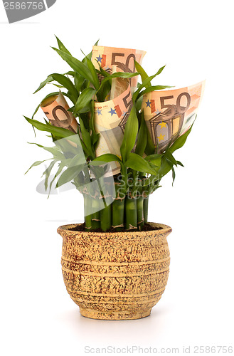 Image of Money growing concept