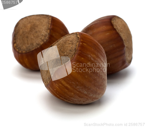 Image of hazelnuts isolated on white background