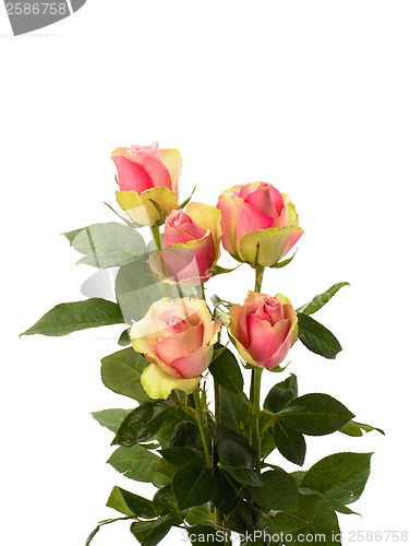 Image of Beautiful roses isolated on white background 