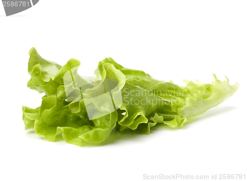 Image of Lettuce salad isolated on white background