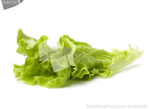 Image of Lettuce salad isolated on white background