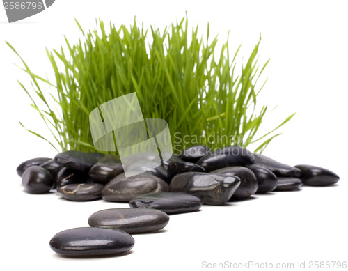 Image of grass and stones. focus on stones.