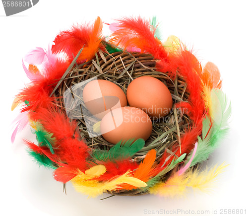 Image of easter egg in nest isolated on white background