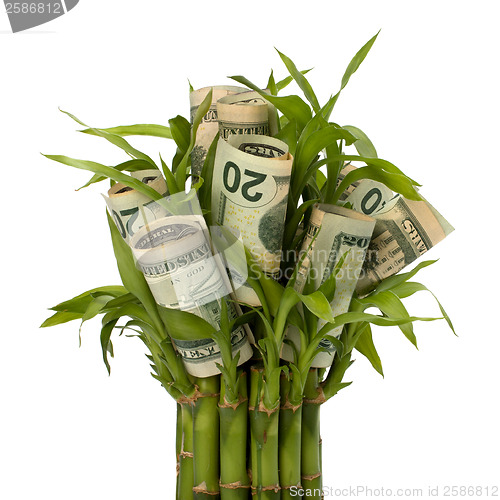 Image of Money growing concept