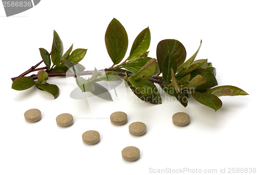 Image of herbal medicine isolated on white background 