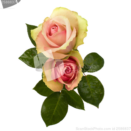 Image of Beautiful roses   isolated on white background 