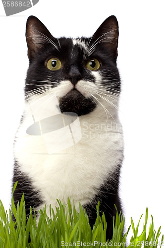 Image of cat in grass isolated on white background