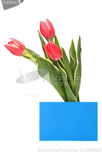 Image of greeting card  with pink tulips  isolated on white background