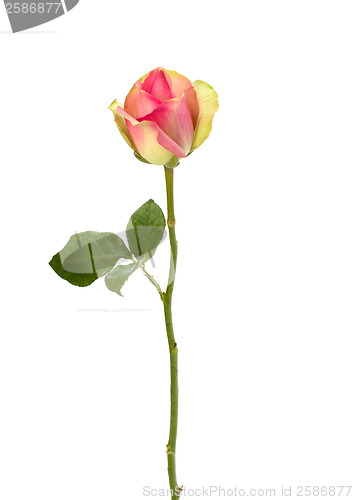 Image of Beautiful rose   isolated on white background 