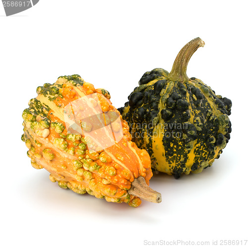 Image of Decorative pumpkin 