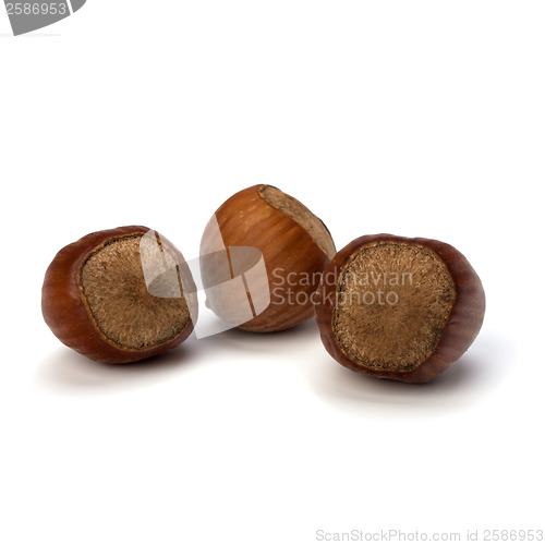 Image of hazelnuts isolated on white background