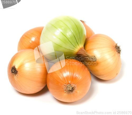 Image of onion isolated on white background