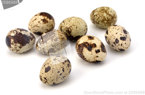 Image of quail eggs