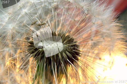 Image of Dandelion