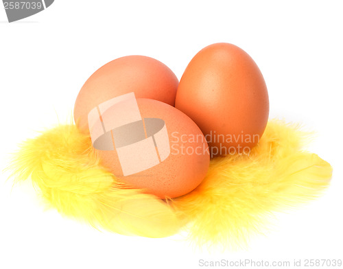 Image of Eggs and feather isolated on white background. Easter decor.