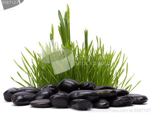 Image of grass and stones isolated on white background