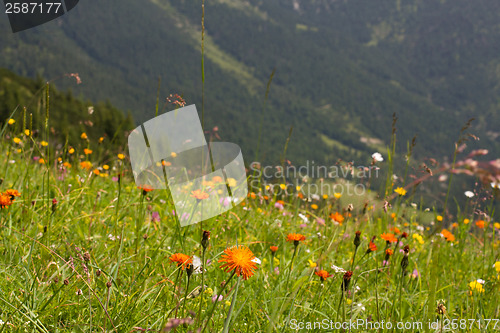 Image of alps flowers