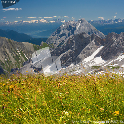 Image of Alps flowers field on mountains background. Bavarian Alps.