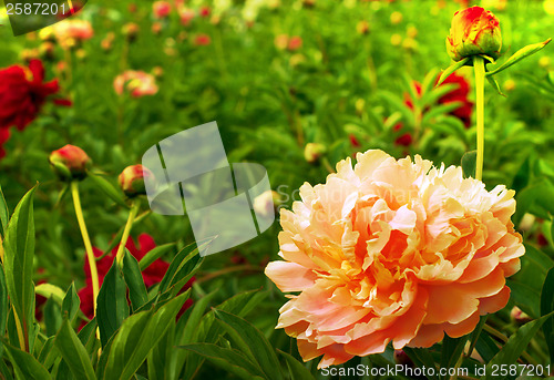 Image of Beautiful peonies