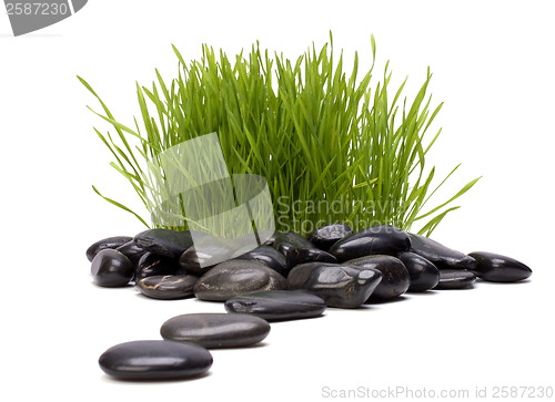 Image of grass and stones isolated on white background