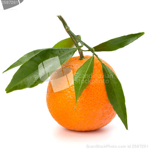 Image of tangerine i