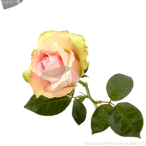Image of Beautiful rose   isolated on white background 