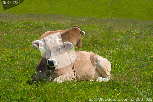 Image of Cows grazing in Alps 