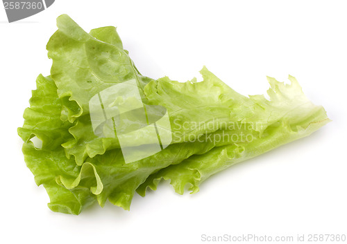 Image of Lettuce salad isolated on white background