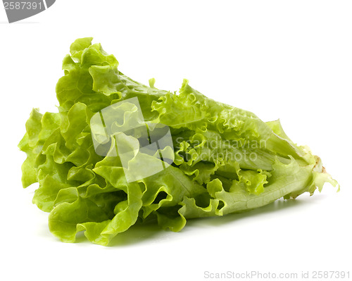 Image of Lettuce salad isolated on white background