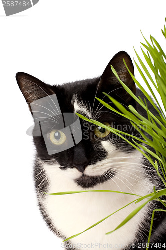 Image of cat in grass isolated on white background