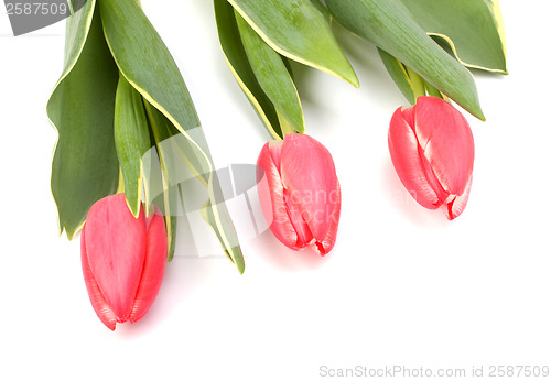 Image of tulips  isolated on white background