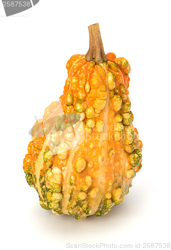 Image of Decorative pumpkin 