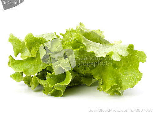 Image of Lettuce salad isolated on white background