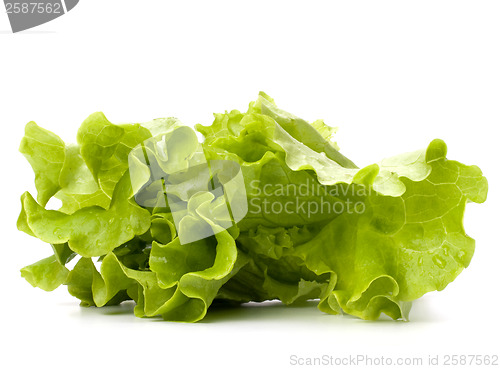 Image of Lettuce salad isolated on white background