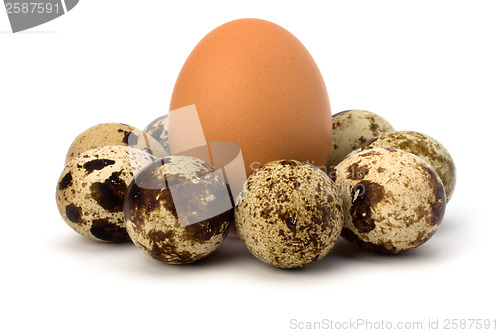 Image of quail and hen's eggs 