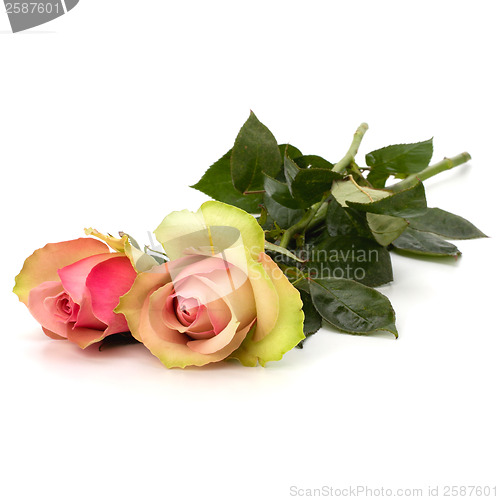 Image of Beautiful roses isolated on white background 