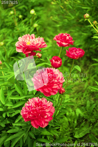 Image of Beautiful peonies