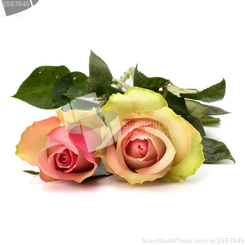 Image of Beautiful roses isolated on white background 